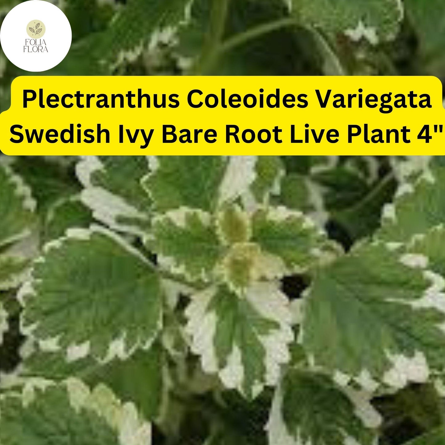 Plectranthus coleoides ‘Variegata’ | 1 Bare Root 4" Live Swedish Ivy Plant | Fragrant, Trailing, Easy-Care, Variegated Foliage