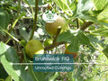 6 Brunswick Fig Tree Unrooted Cuttings 6-8" - Ficus Carica, Sweet Fruit, Easy to Grow, Starter Plant