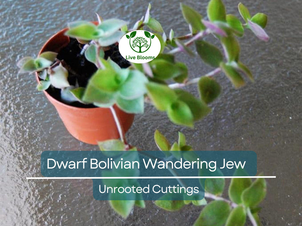 20 Unrooted Cuttings Dwarf Bolivian Wandering Jew - Tradescantia Minima, Callisia Repens - Easy Grow Plants
