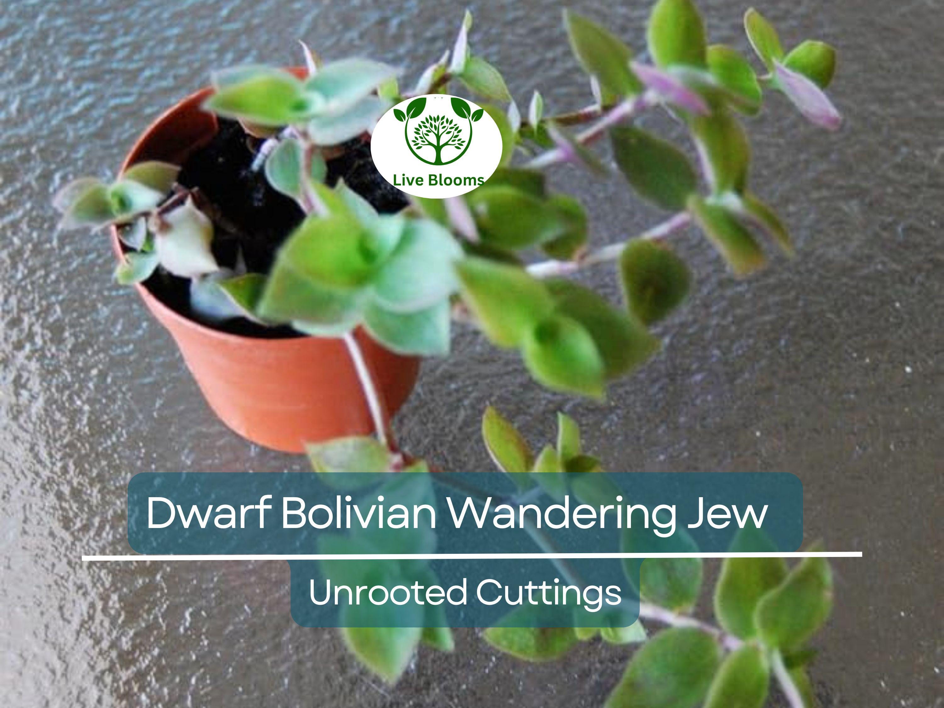 20 Unrooted Cuttings Dwarf Bolivian Wandering Jew - Tradescantia Minima, Callisia Repens - Easy Grow Plants