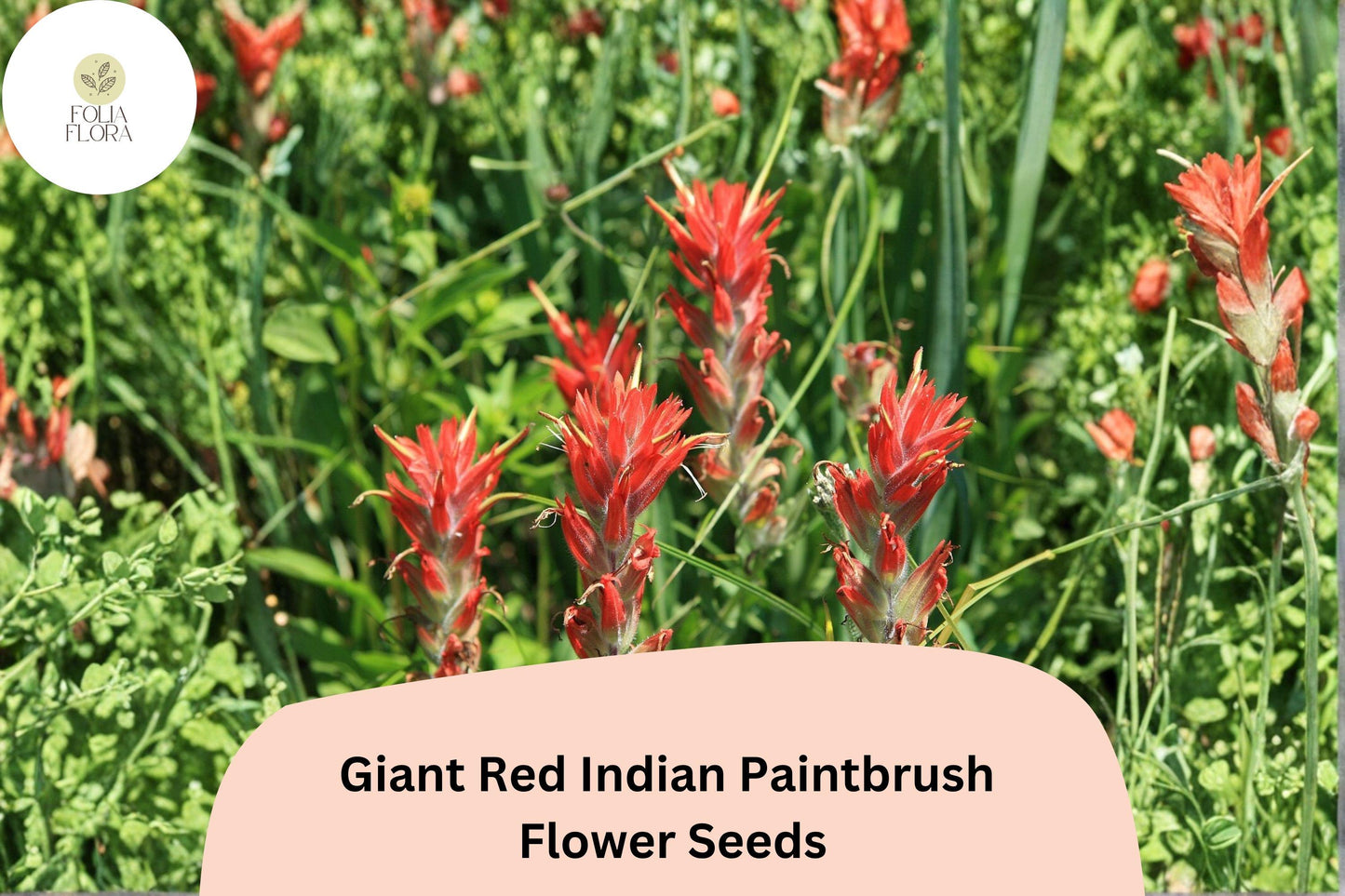 300 Castilleja miniata Seeds | Giant Red Indian Paintbrush | Native Wildflower for Meadow & Pollinator Gardens