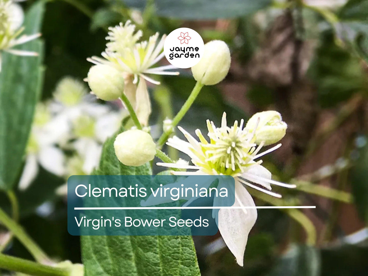 50 Seeds Clematis Virginiana | Virgin's Bower for Planting | Native Climbing Vine | White Flowers | Pollinator Friendly Perennial Gardens