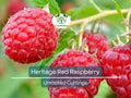 4 Red Raspberry Heritage Scion Cuttings - Rubus idaeus Unrooted 10-12” for Rooting or Grafting - High-Yield Berry Plants