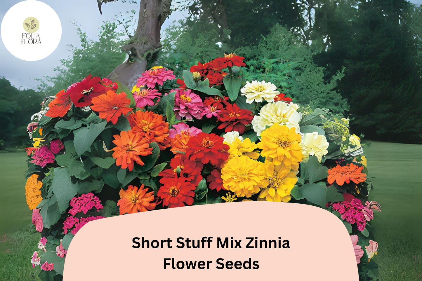 100+ Short Stuff Mix Zinnia Seeds – Dwarf Heirloom Non-GMO Annual Flowers for Garden Planting & Borders