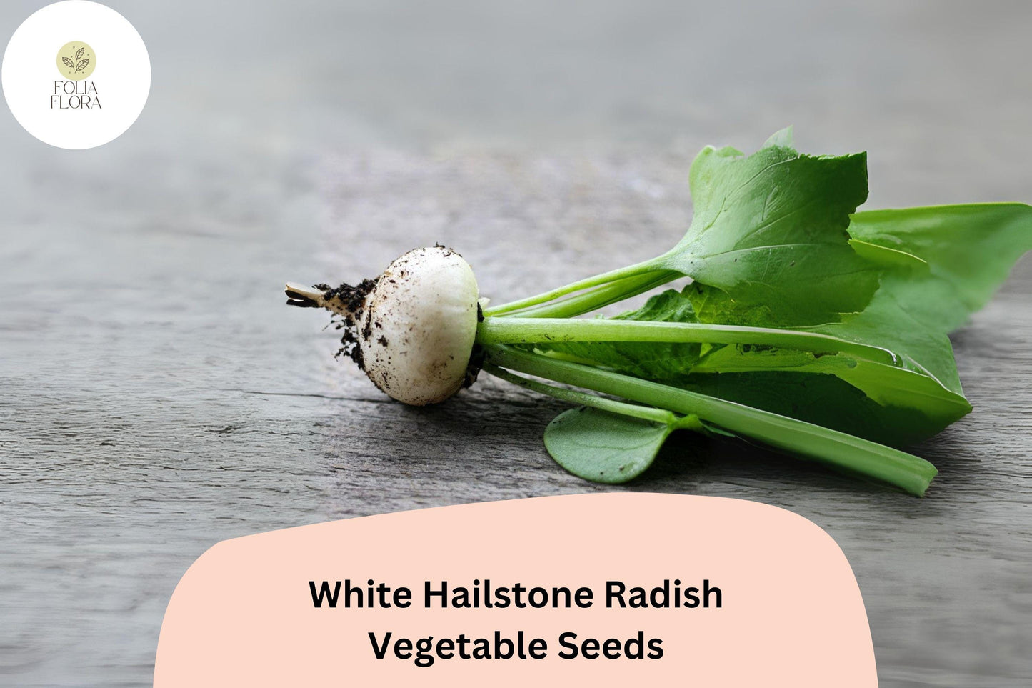 500+ White Hailstone Radish Seeds – Heirloom Round White Radish for Garden Planting