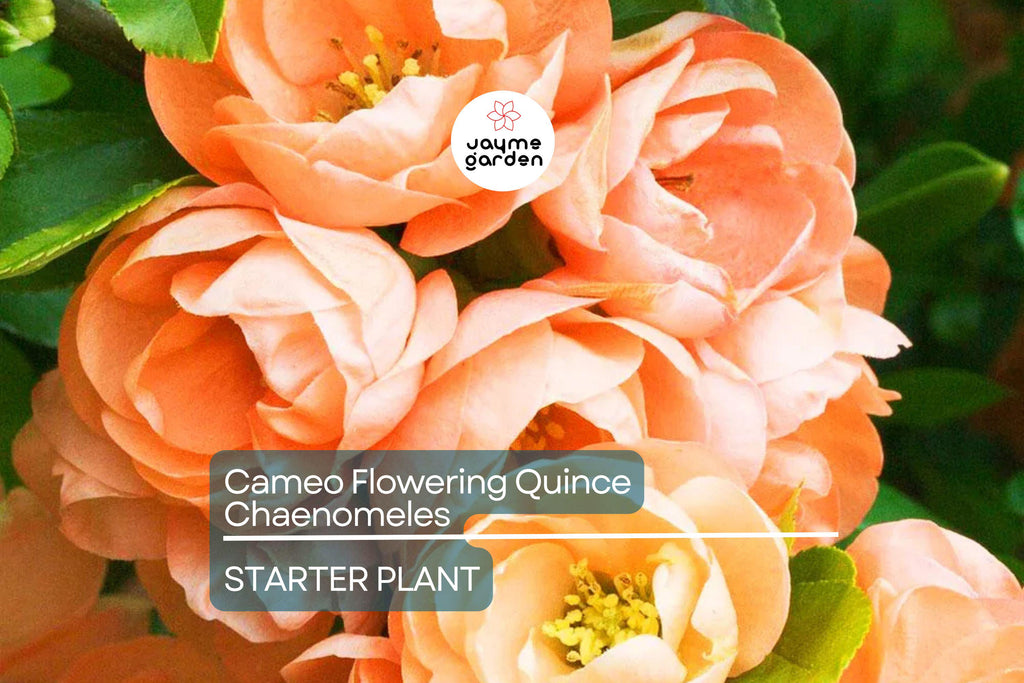 Cameo Flowering Quince (Chaenomeles Speciosa) | Live 1-Gallon Shrub for Bonsai or Garden | Hardy Zones 4-8