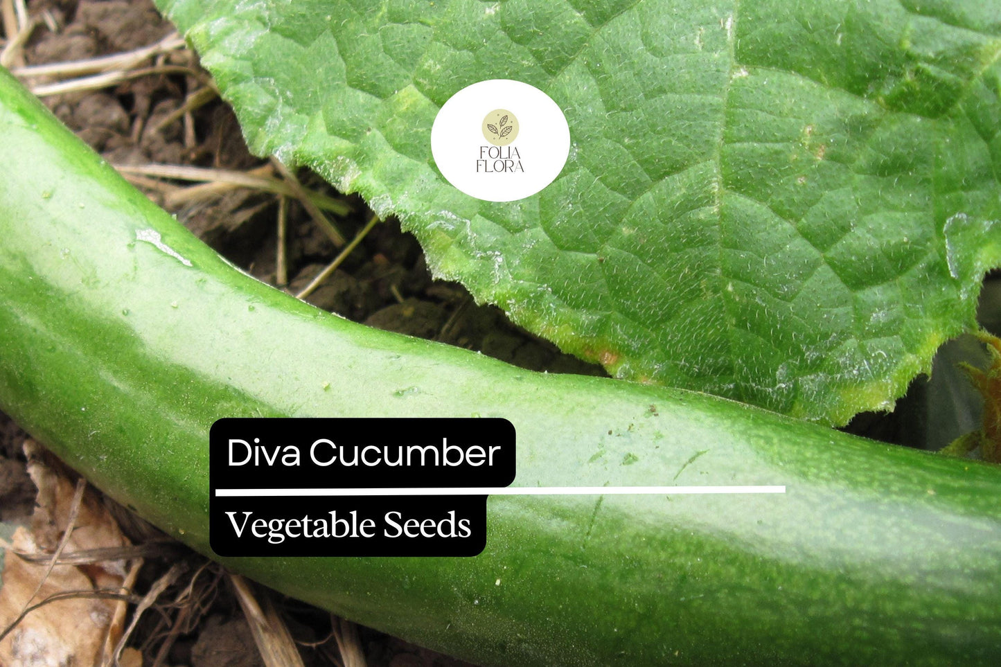 20 Seeds Diva Cucumber (Cucumis sativus) – Sweet, Crisp, and Burpless Variety