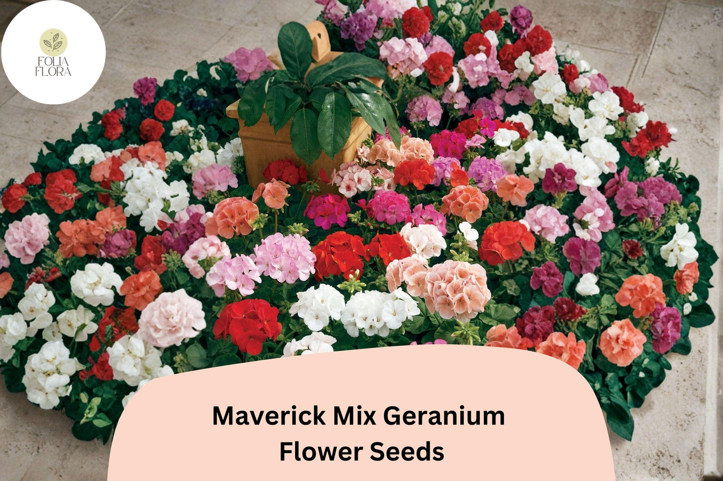 25+ Maverick Mix Geranium Seeds for Garden Planting – Pink, White, Red Flowers, Hardy Perennial