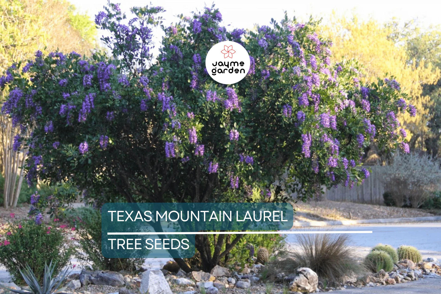 5 Texas Mountain Laurel Tree Seeds (Sophora secundiflora) – Fragrant Purple Blooms, Drought Hardy