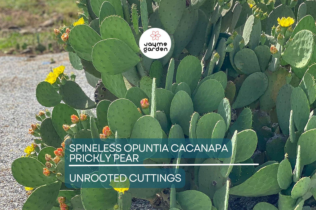 Hardy Opuntia Cacanapa Prickly Pear Cactus | 2 Pads/Cuttings | Winter Resistant, Easy to Grow