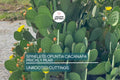 Hardy Opuntia Cacanapa Prickly Pear Cactus | 2 Pads/Cuttings | Winter Resistant, Easy to Grow
