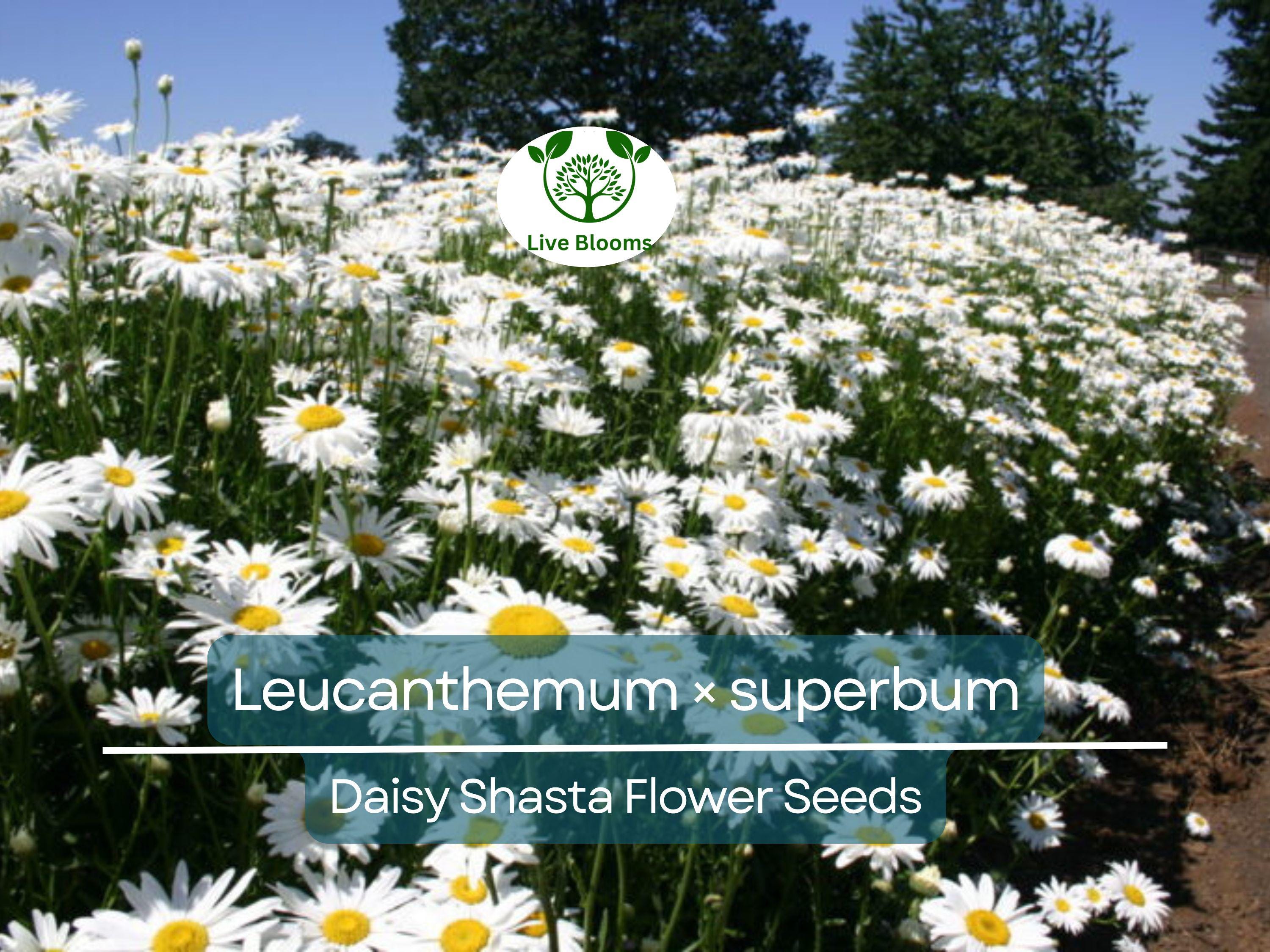 100 Seeds Daisy Shasta (Leucanthemum × superbum) - White Perennial Flower for Planting, Landscaping, Easy to Grow, Pollinator-Friendly