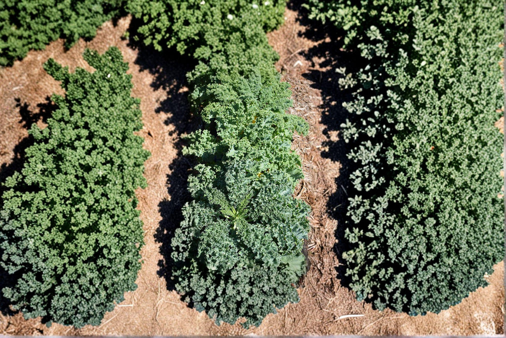 Kale – Dwarf Blue Curled Scotch 350 Seeds | Heirloom Kale | Cold-Hardy | Compact Plants with Curled Leaves