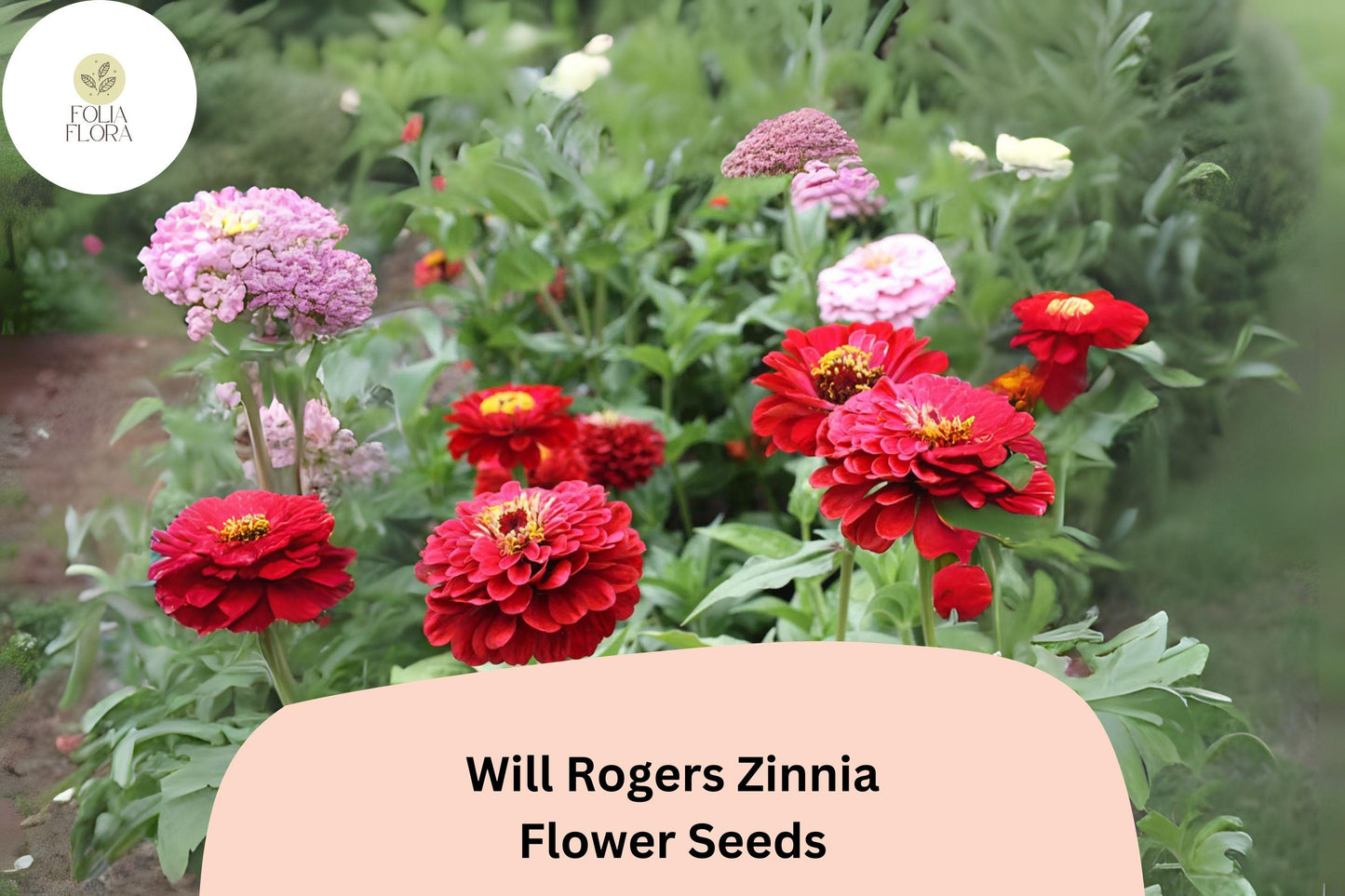 100+ Will Rogers Zinnia Seeds – Bright Scarlet Red Non-GMO Annual Flowers for Garden Planting & Cut Flower Gardens