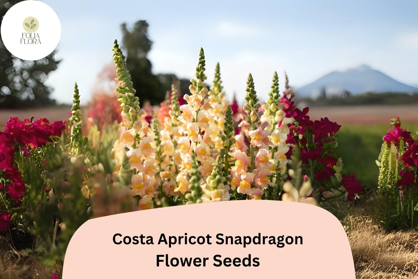 Costa Apricot Snapdragon Seeds (Antirrhinum majus) | 1000+ Seeds | Peachy-Orange Blooms for Garden & Cut Flower Arrangements