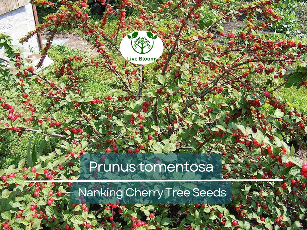 10 Seeds Prunus tomentosa (Nanking Cherry) for Planting | Hardy Fruit-Bearing Shrub for Gardens, Landscaping & Wildlife