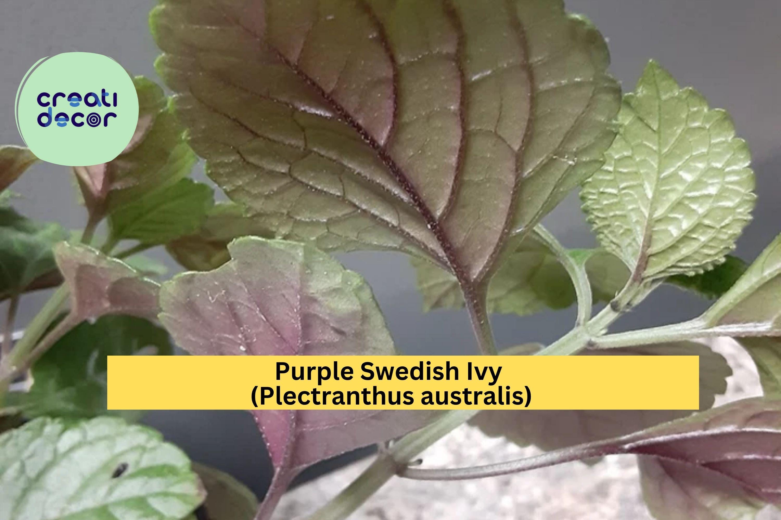 Purple Swedish Ivy – Rooted Live Plant (Plectranthus australis), Trailing Purple-Green Foliage Houseplant for Hanging Baskets or Containers