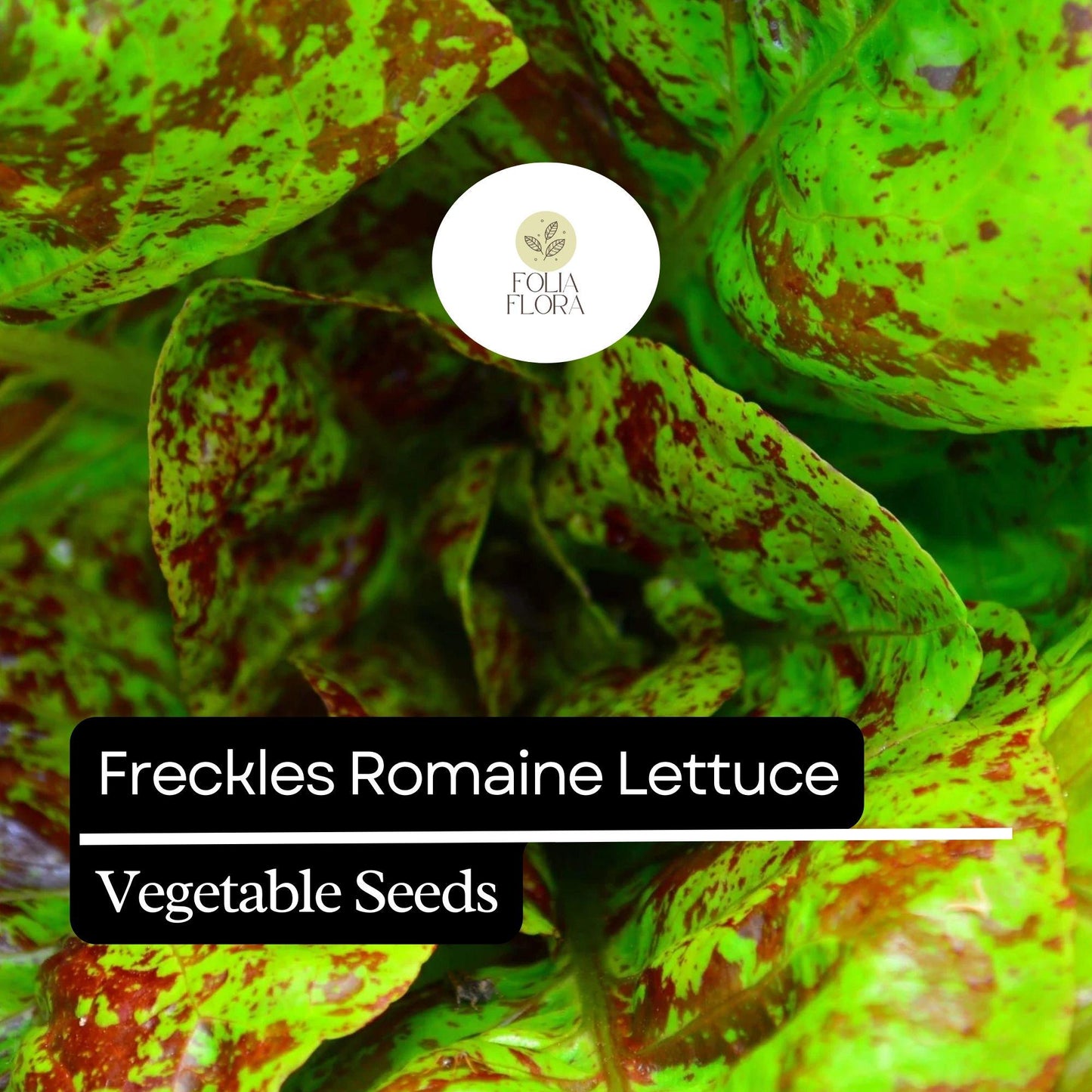 1000 Freckles Romaine Lettuce Seeds – Heirloom, Non-GMO, Speckled Red & Green Leaves