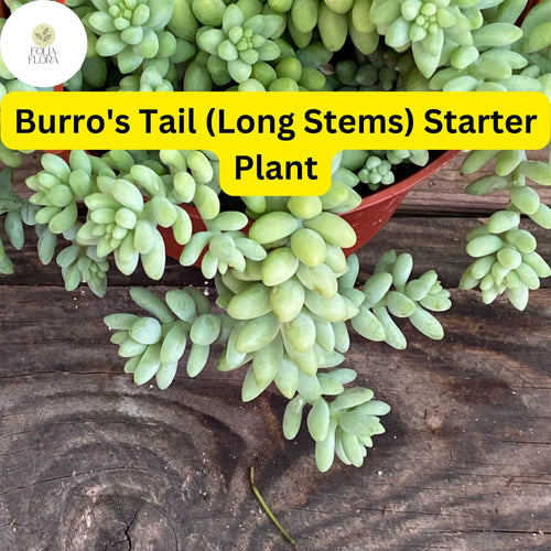 1 Burro's Tail Succulent, Sedum morganianum, Live Rooted Plant, Long Stems, 4'' Pot, Easy-Care Indoor Plant