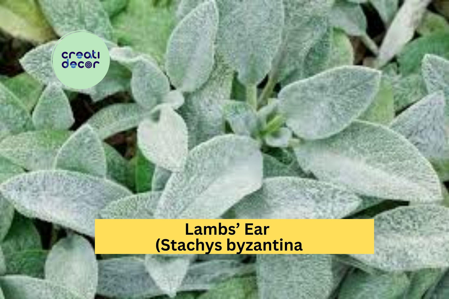 Lambs’ Ear Plants | Stachys byzantina | 3 Live Bare Root Starter Plants | Soft Silver Foliage