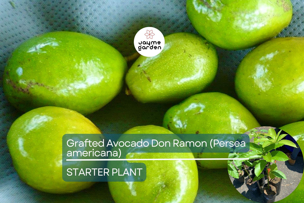 1 Grafted Don Ramon Avocado Tree Persea americana Live Starter Plant 12-24" | Fast Fruiting Tropical Variety | Creamy & Delicious Avocados