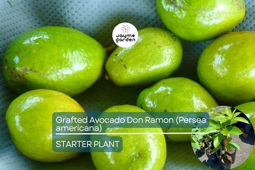 1 Grafted Don Ramon Avocado Tree Persea americana Live Starter Plant 12-24" | Fast Fruiting Tropical Variety | Creamy & Delicious Avocados