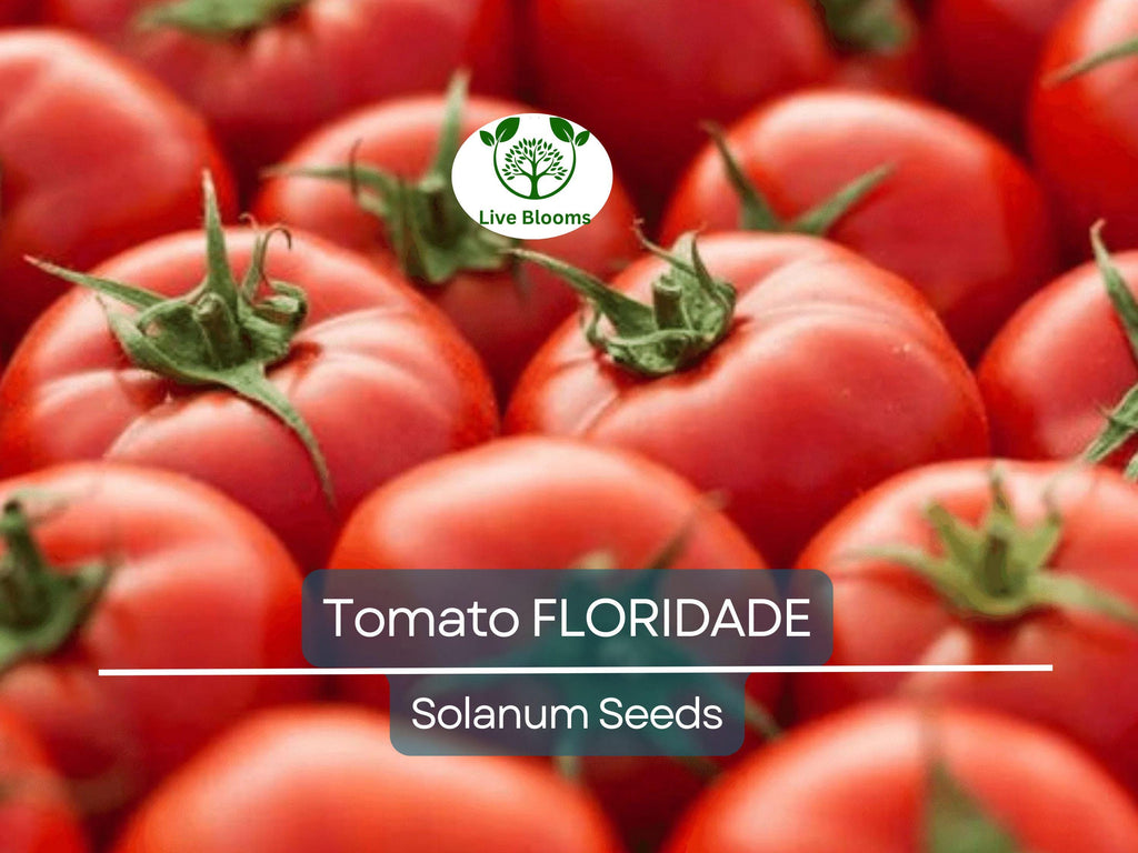 100 Floridade Tomato Seeds – Heirloom Determinate Variety | Lycopersicon esculentum | Non-GMO | Heat-Tolerant Slicing Tomato