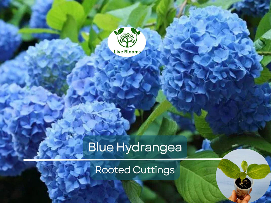 1 Blue Hydrangea Plant (Hydrangea macrophylla) 3-8" Tall, Fully Rooted Cutting, Live Garden Shrub, Beautiful Flowers, Indoor/Outdoor Plant