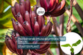 Red Banana Tree (Musa acuminata ‘Red Dacca’) Live Fruit Plant 10”-20” Tall | Exotic Sweet Tropical Bananas