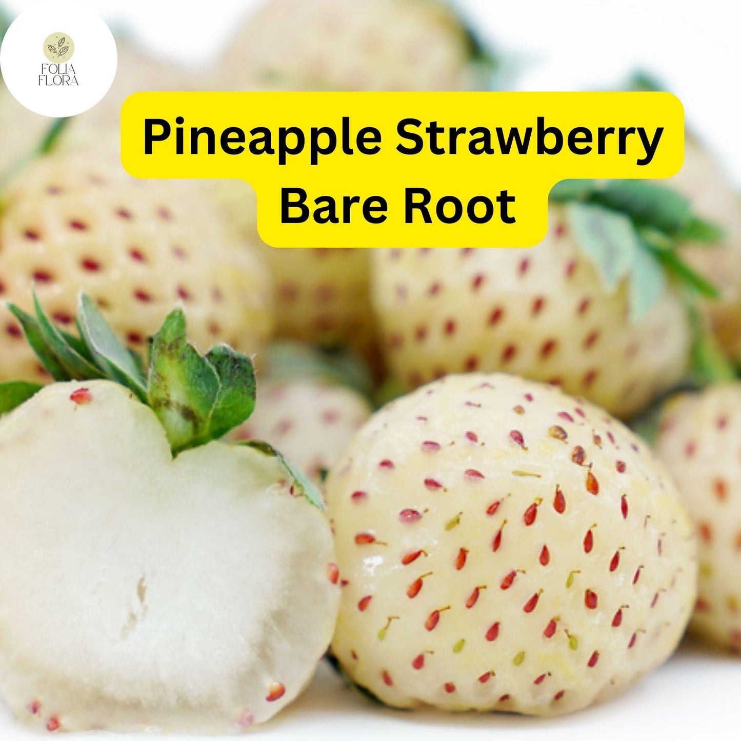 10 Bare Root Pineapple Strawberry Plants – Fragaria × ananassa, Unique White Strawberries