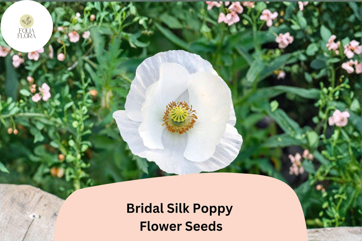 200+ Bridal Silk Poppy Seeds | Papaver rhoeas | White Elegant Blooms | Easy Annual Garden Flower Seeds