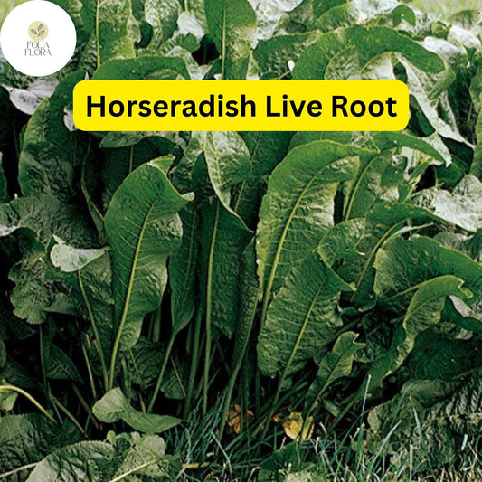 2 Horseradish Roots for Planting - Organic Horseradish Crowns - Easy To Grow - Garden Seedlings - Heirloom Root Starter Plants