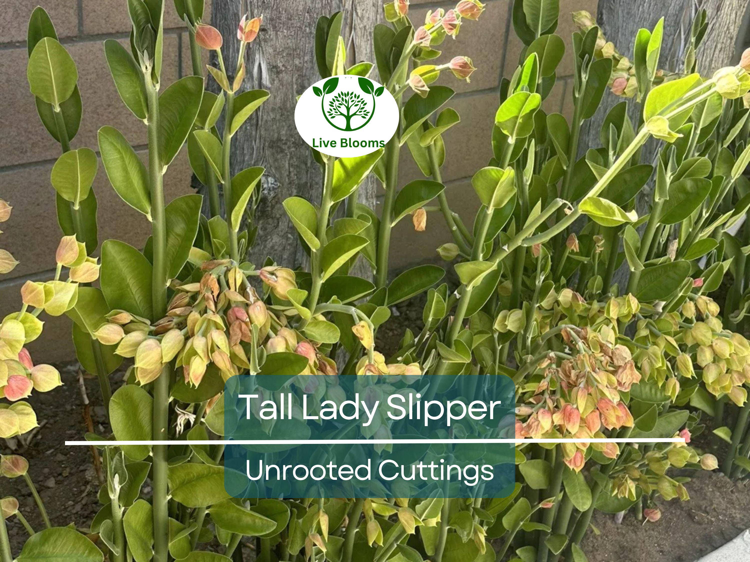 5 Stems Tall Lady Slipper (Pedilanthus) Succulent Unrooted Cuttings 3-12" | Easy Root, Unique Indoor Plant