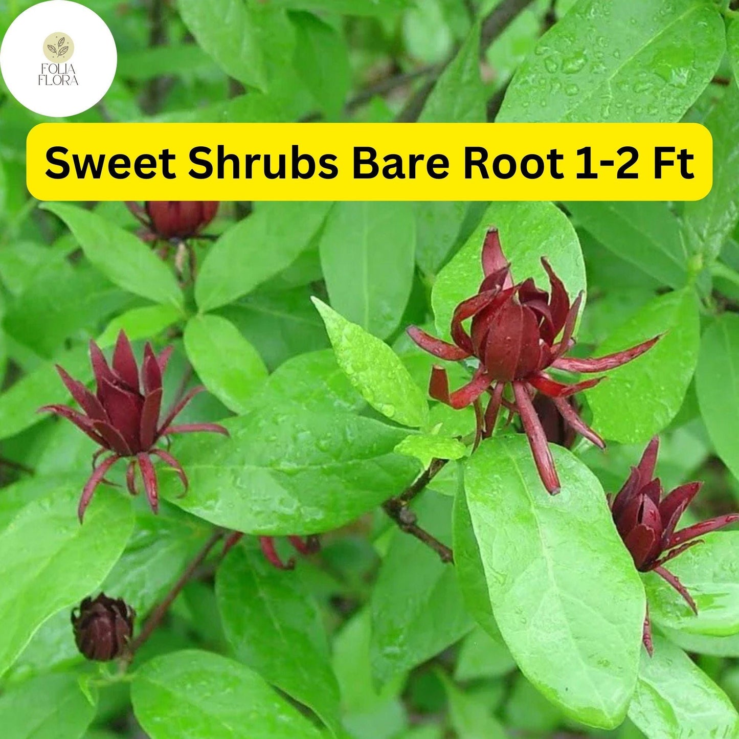 2 Bare Root Sweet Shrubs (Calycanthus floridus) 1-2 Ft Tall Live Flowering Shrubs Ready to Plant