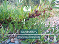 5 Sand Cherry Seeds | Prunus pumila, Edible Fruit Tree Shrub, Hardy, Small Garden Tree, Non-GMO, Tasty Berries for Jams & Preserves