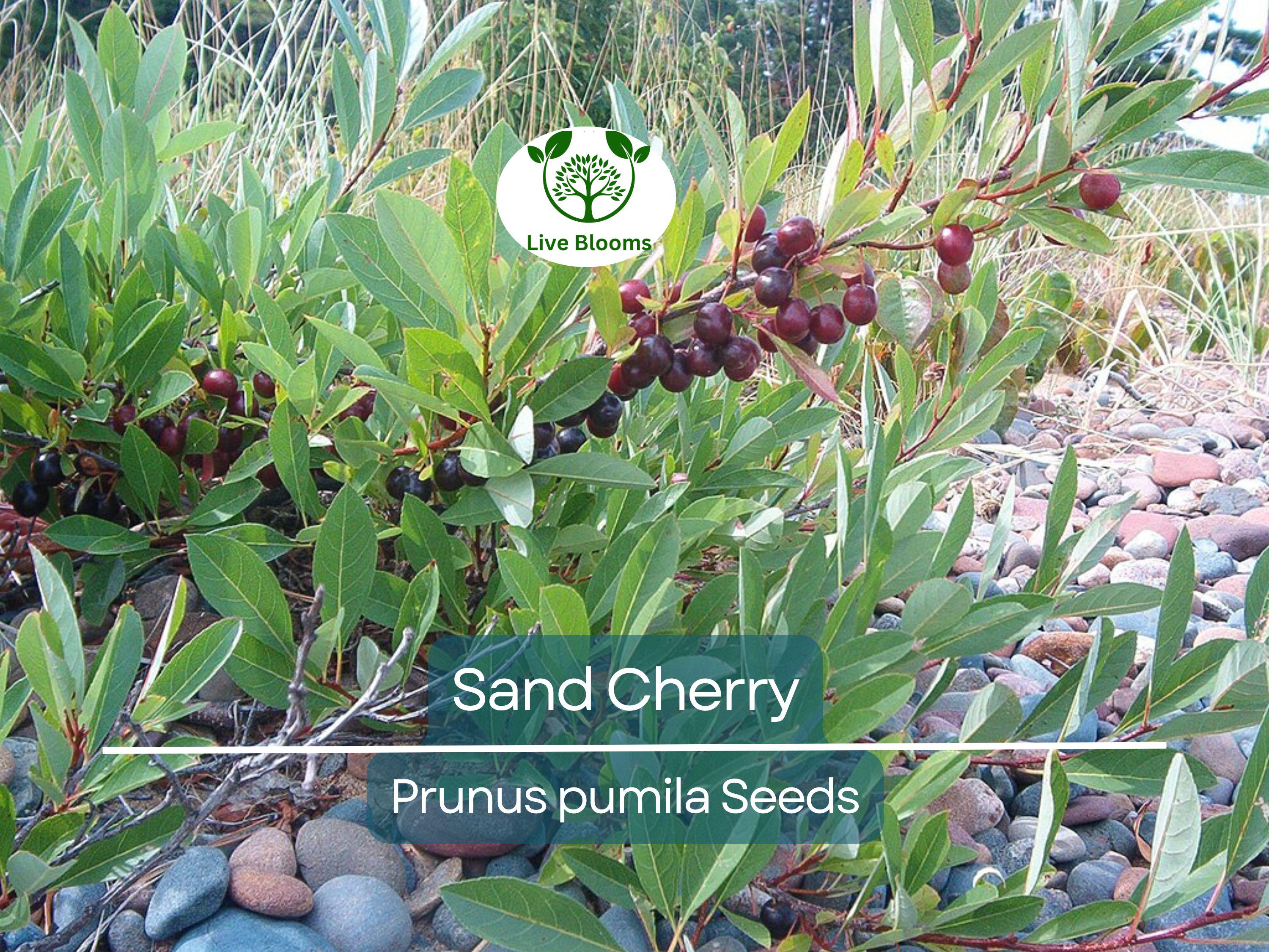 5 Sand Cherry Seeds | Prunus pumila, Edible Fruit Tree Shrub, Hardy, Small Garden Tree, Non-GMO, Tasty Berries for Jams & Preserves