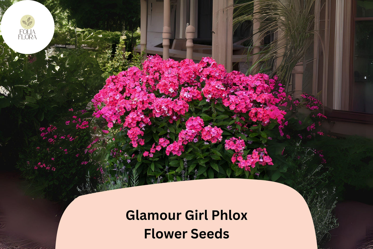 100+ Glamour Girl Phlox Seeds – Tall Perennial Garden Flower Seeds, Phlox paniculata