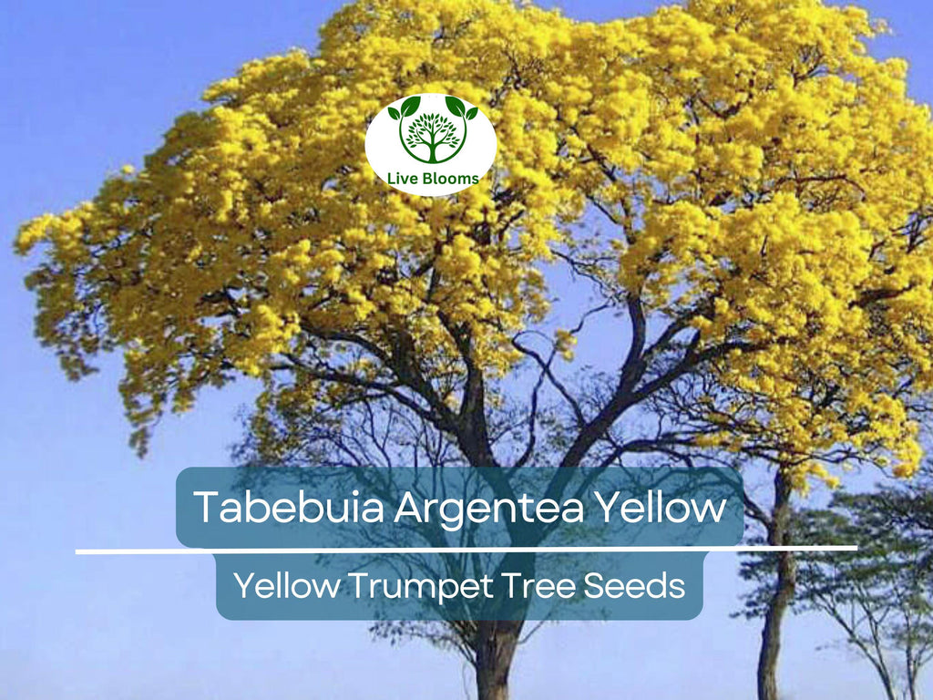 10 Seeds Tabebuia Argentea Yellow (Yellow Trumpet Tree) for Planting - Vibrant Yellow Flowers, Tropical, Garden, Landscaping, Ornamental