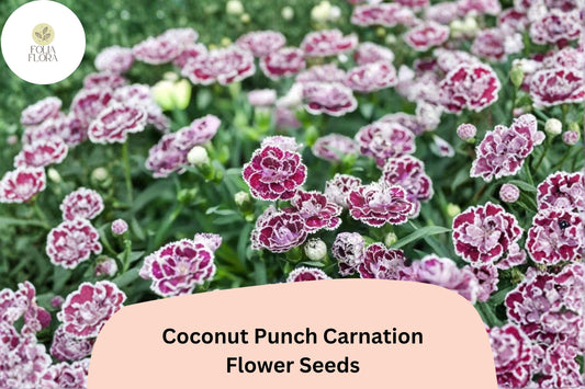 200+ Coconut Punch Carnation Seeds | Dianthus hybrid | Bi-Color Red & White Blooms for Garden Borders and Pots