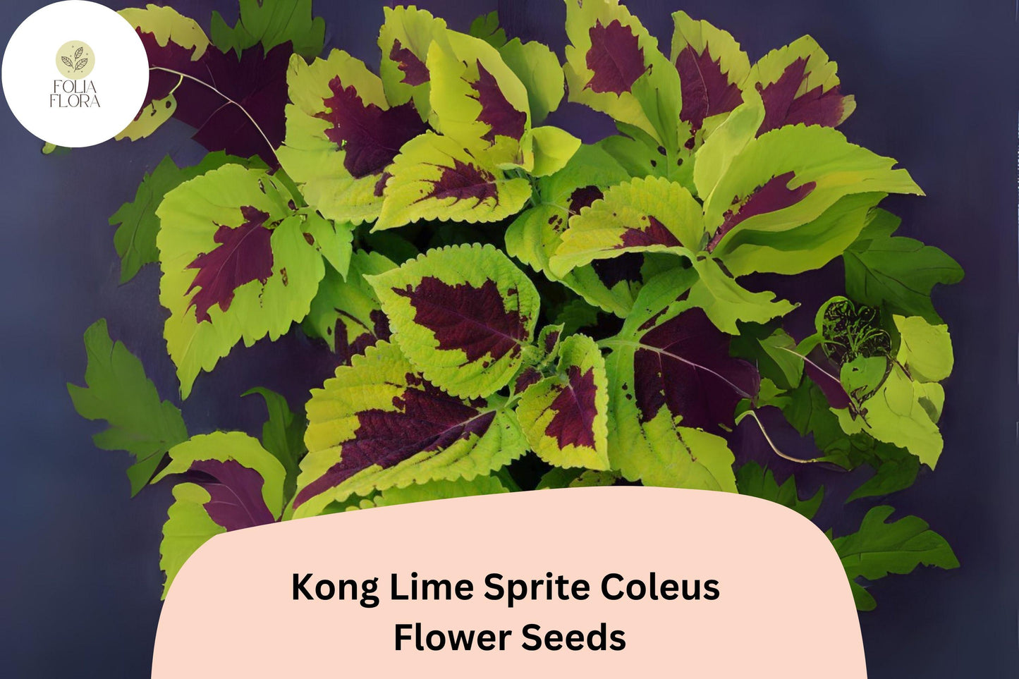 25+ Kong Lime Sprite Coleus Seeds for Planting | Large Shade Plant | Lime Green Red Foliage Annual | Garden Bedding Seeds