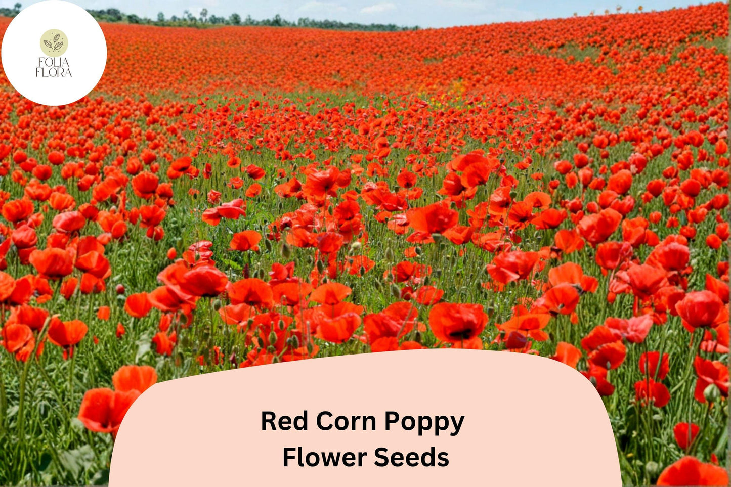 200+ Red Corn Poppy Seeds for Garden Planting – Bright Red Blooms, Easy to Grow Wildflower Perennial