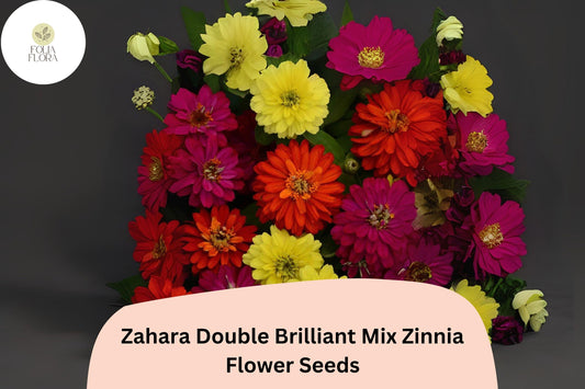 100+ Zahara Double Brilliant Mix Zinnia Seeds – Hybrid Non-GMO Annual Flowers for Garden Planting & Borders