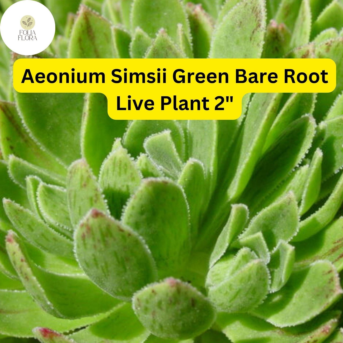 Aeonium simsii ‘Green’ | 2 Bare Root 2" Live Succulent Plants | Rosette-Forming, Drought-Tolerant, Easy-Care Houseplant
