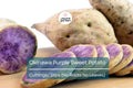 10 Hawaii Okinawa Purple Sweet Potato Slips - Khoai Lang Tim - No Roots, No Leaves, Easy to Grow Unroot Cuttings, Fast Growing