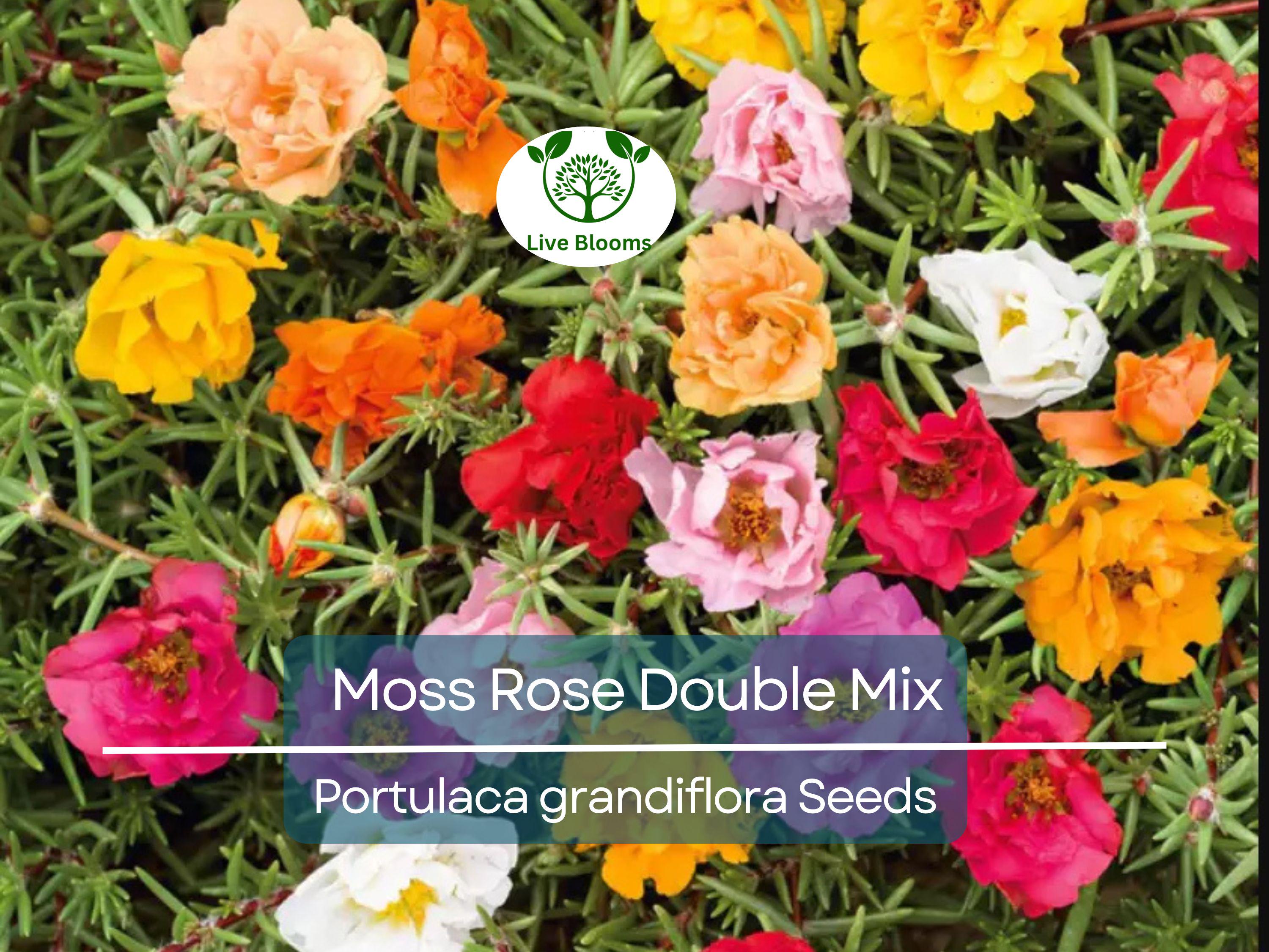 500 Seeds Moss Rose Double Mix, Portulaca Low-Growing Peony Blooms, Vibrant Colors, Pollinator-Friendly, Non-GMO, Easy to Grow Flowers