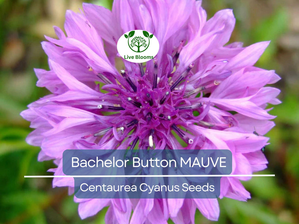 200 Seeds Cornflower / Bachelor Button MAUVE Heirloom Flowers - Centaurea Cyanus Non-GMO, Spring Plant, Easy to Grow, Garden Flower Seeds