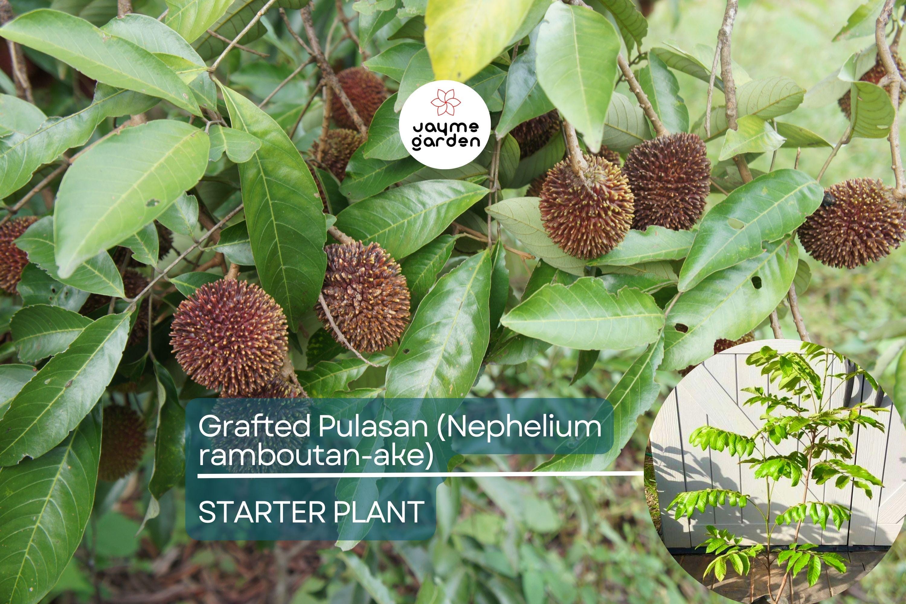 Grafted Pulasan Tree Exotic Tropical Fruit Tree 24"-36" | Nephelium Ramboutan-Ake Starter Plant | Sweet, Juicy Fruit | Fast Fruiting