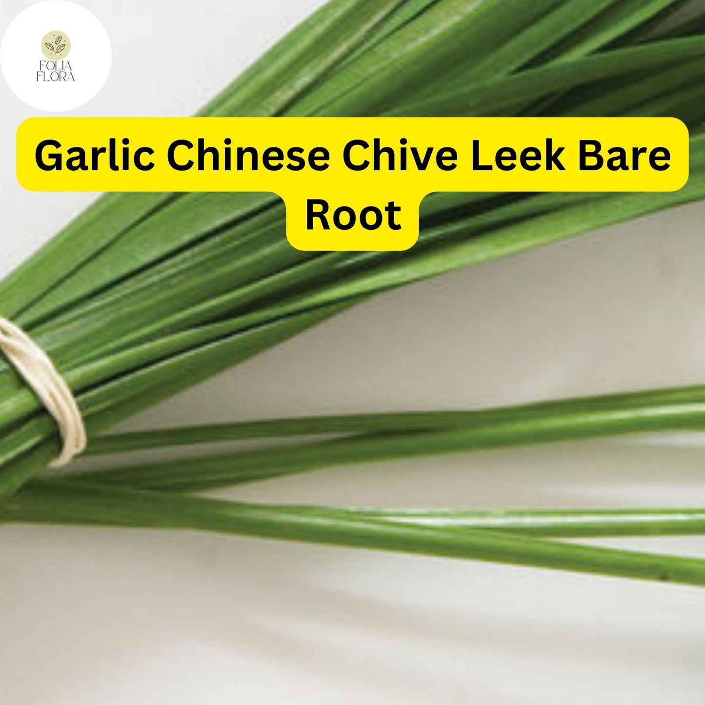 30 Bare Roots Live Plants Fresh Garlic Chives Chinese Leeks (Allium tuberosum)