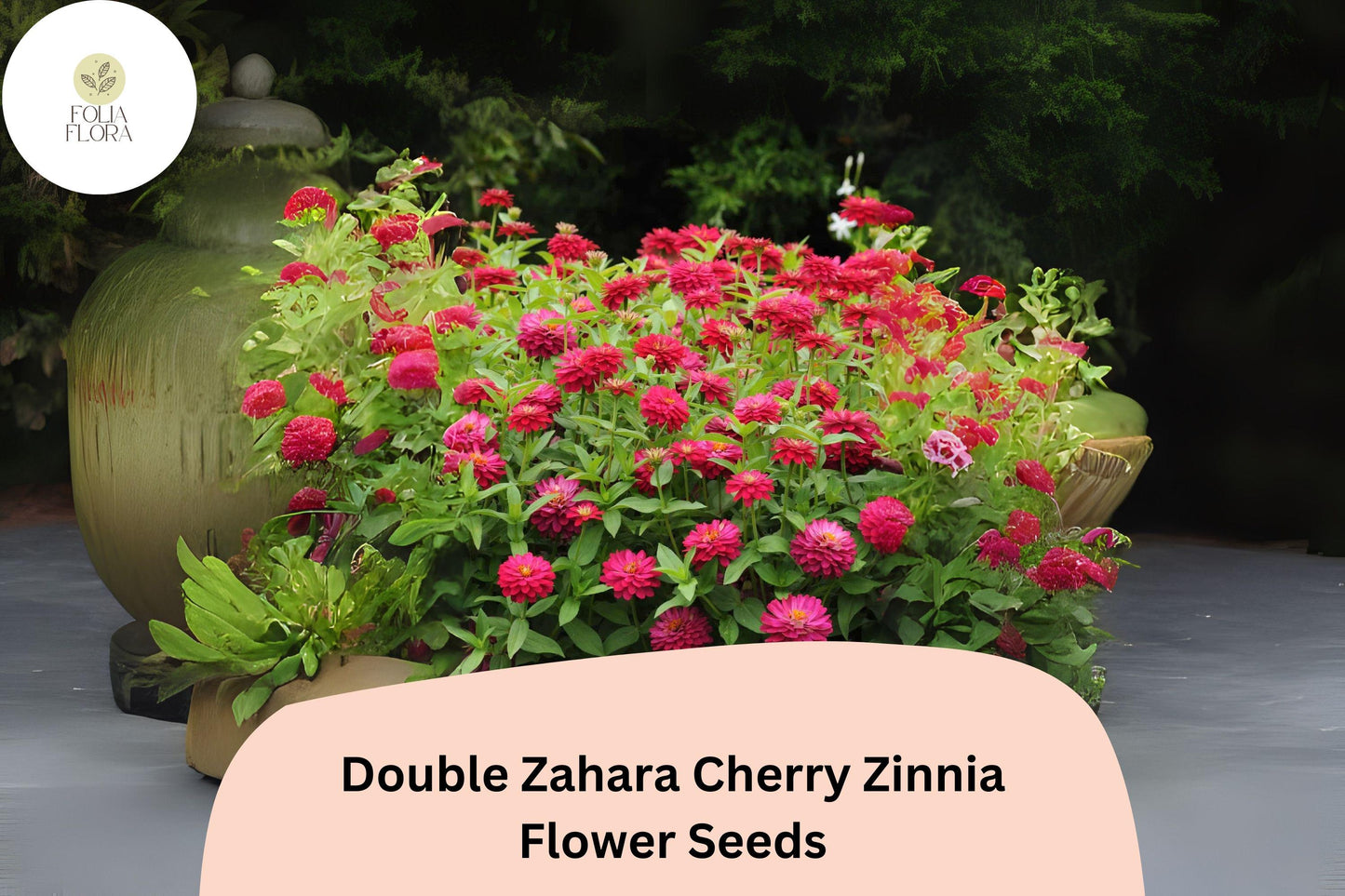 100+ Double Zahara Cherry Zinnia Seeds | Bright Red-Pink Flowers | Easy Annual Garden Blooms | Heat & Drought Tolerant