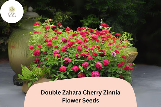 100+ Double Zahara Cherry Zinnia Seeds | Bright Red-Pink Flowers | Easy Annual Garden Blooms | Heat & Drought Tolerant